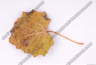 Photo Texture of Leaf 0028